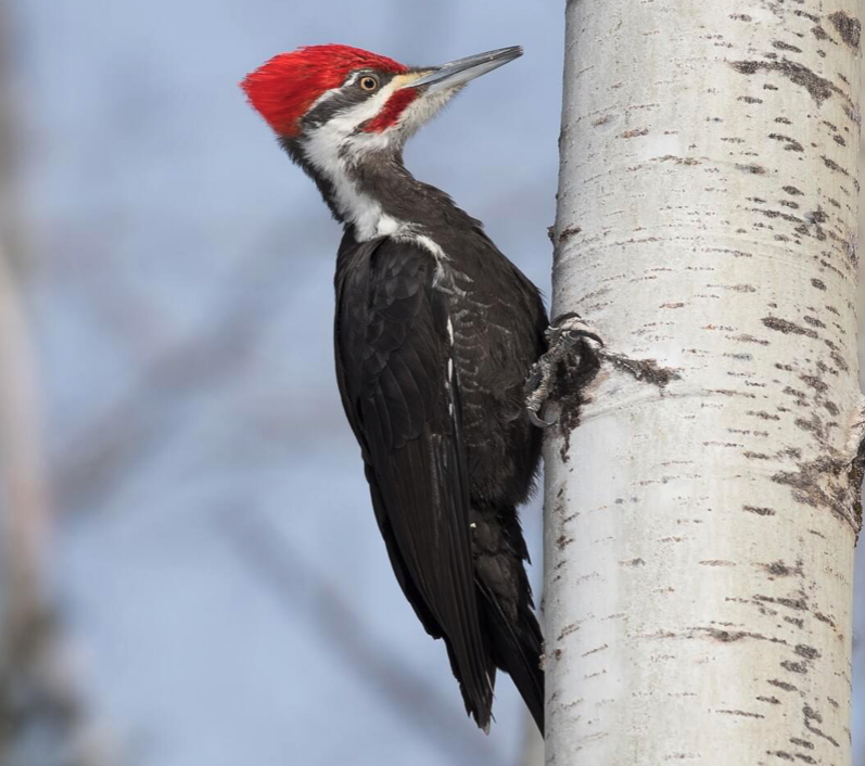 Pileatted Woodpecker
